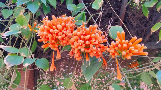 Solerantonio2 en Hamelin: Flora  (Almería), Pyrostegia venusta, Planta