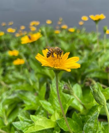 #adrimoreno en Hamelin: Fauna  (Cabecera Municipal Cartago), #abejas#flora#fauna#naturaleza