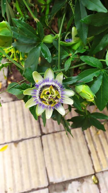 Martin.belinsky89 en Hamelin: Flora, Passiflora caerulea, #flora21 