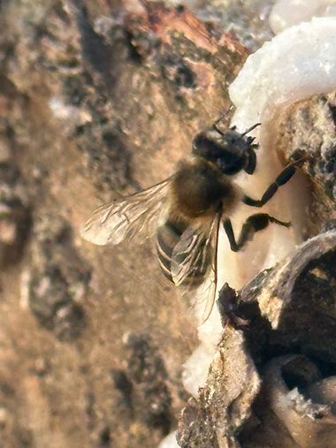 su en Hamelin: Fauna  (Avenida America), #fauna #insectos  Abejas alimentándose de la resina de un árbol 