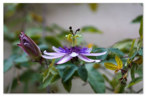 barbanegra707 en Hamelin: Flora  (Barcelona), #maracuyarosa