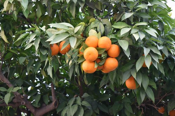 Solerantonio2 en Hamelin: Flora  (Almería), Citrus × aurantium