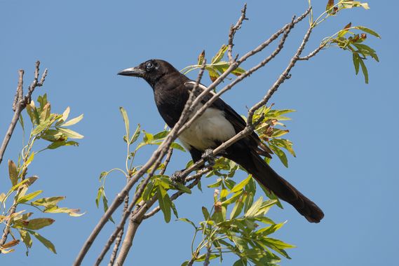 Romareyesg en Hamelin: Fauna  (El Prat de Llobregat), Pica pica (Linnaeus, 1758), R.N. de Cal Tet-ca L'Arana# Prat de Llobregat