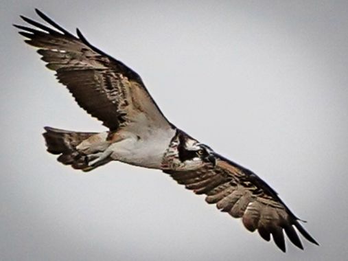 Kikojimenez1977 en Hamelin: Fauna, Pandion haliaetus (Linnaeus, 1758), #aguilapescadora 