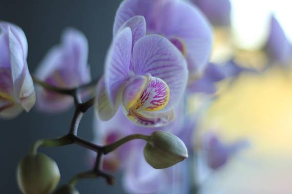 Sandra Karen Flores Pacheco en Hamelin: Flora  (Quijorna), #flora 