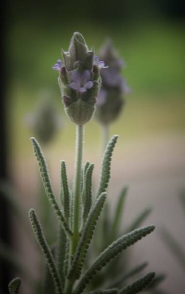 rociozarate41 en Hamelin: Flora  (Garupa), Lavandula dentata, #lavandalovers #lavanda 