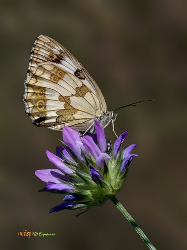isidorogomez53 en Hamelin: Fauna  (Carrer del Vallès), Estas  son  las mariposas  mas abundantes  que hay en  mi barrio, estas las tengo en esta epoca a p...
