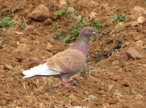 Solerantonio2 en Hamelin: Fauna  (Níjar), Columba livia J.F.Gmelin, 1789, Ave