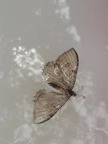 Yulissa en Hamelin: Fauna 