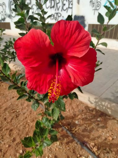 Solerantonio2 en Hamelin: Flora  (Almeria), Planta