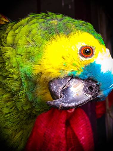 Marcos Arnold en Hamelin: Fauna  (Tarija), Amazona aestiva (Linnaeus, 1758)