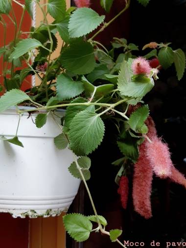 Mpinfante en Hamelin: Flora, F