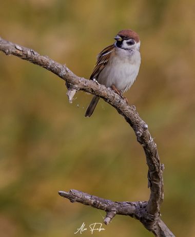 Alex Fabra en Hamelin: Fauna  (Amposta), Passer montanus (Linnaeus, 1758), Canon Eos R + Sigma 150-600
@turismodeltadelebro @canonespana @vanguardworldes @...