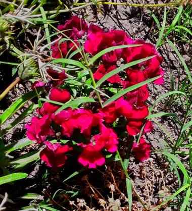 Gabriela Analía Russo en Hamelin: Flora, #parquesyjardines #pueblo Mechongué