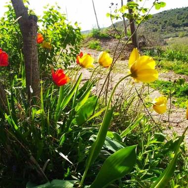 Mjesusalmendro en Hamelin: Paisaje,         