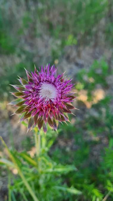 Amancayespinosa en Hamelin: Flora  (Confluencia), Carduus nutans, Cardo