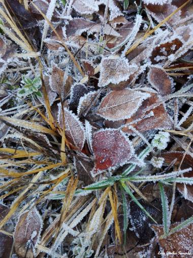 Lucía en Hamelin: Flora  (Planes), #flora#floraplanes#ivern2021#Invierno20#hamelin#gel#hielo
