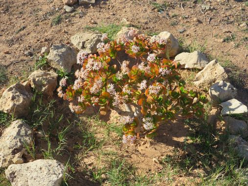 Solerantonio2 en Hamelin: Flora  (Almería), Crassula ovata, Planta