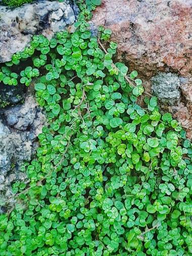 Mpinfante en Hamelin: Flora, Soleirolia soleirolii