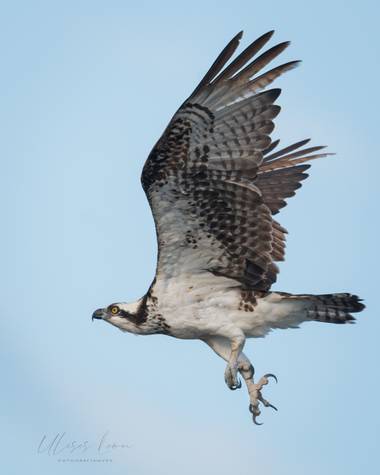 Ulisesleon en Hamelin: Fauna  (Tecolutla), Pandion haliaetus (Linnaeus, 1758), Una especie cosmopolita es aquella que se distribuye por todo el mundo o por...