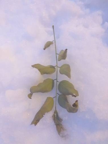 Lacarademarte en Hamelin: Fauna  (Paracuellos de Jarama), Ramita sobre la nieve
#flora21 #flora 