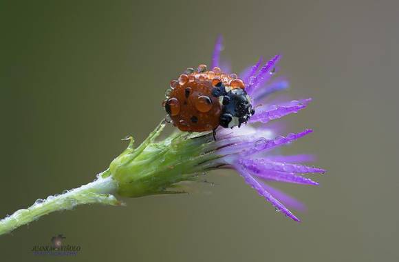 Juankafv en Hamelin: Fauna  (Mijas), #macro #macrofotografia #insecto #insect #fauna #campo #bosque #naturaleza #color #rojo #malaga #andalucia #españa #ph...
