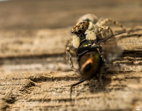 Acorazado3000 en Hamelin: Fauna  (Pozoblanco), Hora de comer 






#fotografiacarloscalvo #arañas #araña #arañasaltarina #arañasaltadora #salticidae #caza...