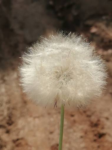 marcelaperdomo21 en Hamelin: Flora  (Cunday), Eriophorum scheuchzeri