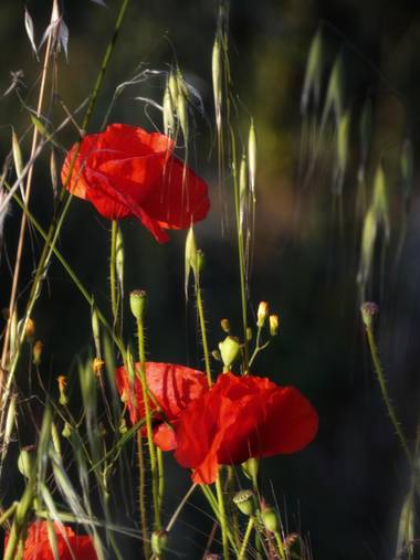 mariale en Hamelin: Flora, Papaver rhoeas, 📸 #marialemdza
Provincia de Zamora, primavera 2021.
#Naturaleza #flores #floressilvestres #amapola #amapolas #...