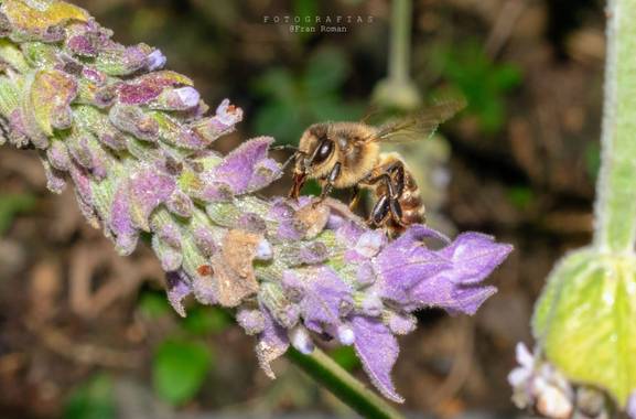 Fran Roman en Hamelin: Fauna  (La Rinconada), Abeja domestica sobre lavanda dentata #ParquesyJardines  