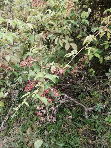 Lorenavallejo27 en Hamelin: Flora, fruto #mora #silvestre #campo #colombia #boyacá #Garagoa #calderaarriba