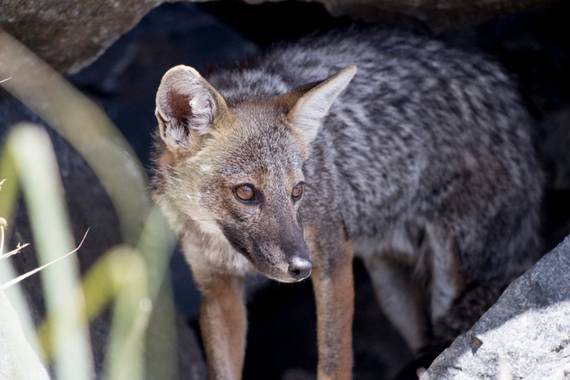 jucordivph en Hamelin: Fauna 