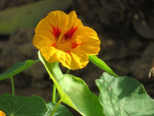Solerantonio2 en Hamelin: Flora  (Almería), Tropaeolum majus, Planta