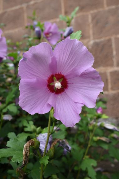 Solerantonio2 en Hamelin: Flora  (Almeria), Hibiscus syriacus, Planta