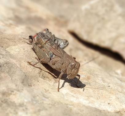 Helenbell33 en Hamelin: Fauna  (Alcalà de Xivert), #senderismodeproximidad #alcocebre #castellon #comunitatvalenciana