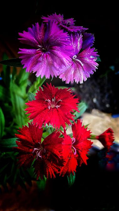 Juanatlantida82 en Hamelin: Flora, Dianthus chinensis, #floresbonitas 