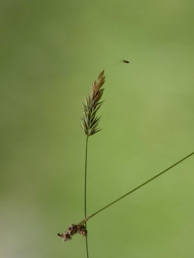 mariale en Hamelin: Flora  (Piloña), Anthoxanthum odoratum, 📸 #marialemdza
viernes, 10/06/2022
💚 🌿🌳🌿💚 
#CumpleHamelin 
#Naturaleza #BellezaNatural #A...