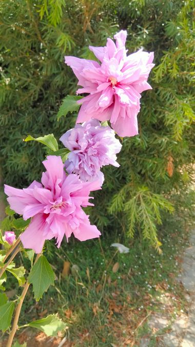 Solerantonio2 en Hamelin: Flora  (Almeria), Planta