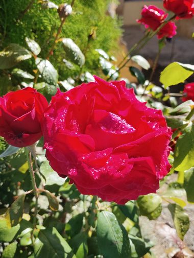Solerantonio2 en Hamelin: Flora  (Avenida del Mediterráneo), Rosas de jardin