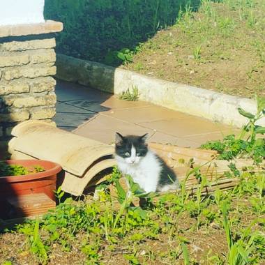 Miguelacuario36 en Hamelin: Fauna  (Chiclana de la Frontera), Minino 😻