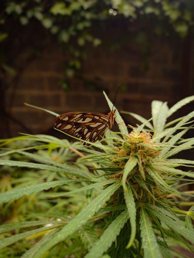 Jonaosorio59 en Hamelin: Flora  (Ciudad de Buenos Aires), #mariposa #cannabis 