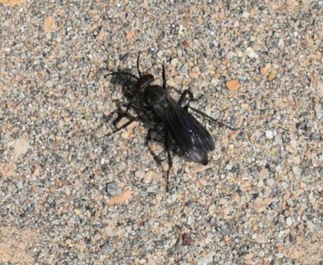 Solerantonio2 en Hamelin: Fauna  (La Marina), Insecto