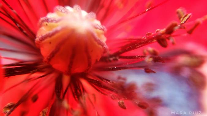 Mararuizasensio en Hamelin: Flora  (Marbella), De cerca
#ParquesyJardines #amapola #macro #flor #roja #huaweiphotography #p30pro #red #jardin #flora21 
