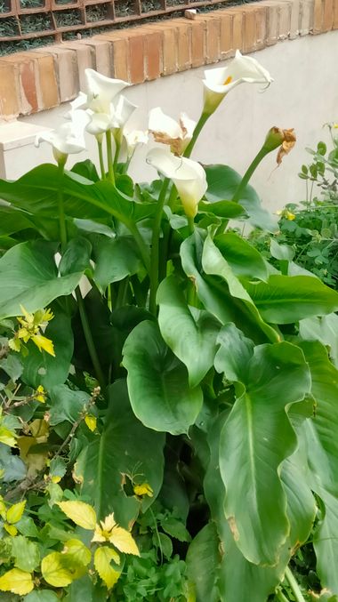 Solerantonio2 en Hamelin: Flora  (Calle Poeta Vicente Aleixandre), Zantedeschia aethiopica, Planta