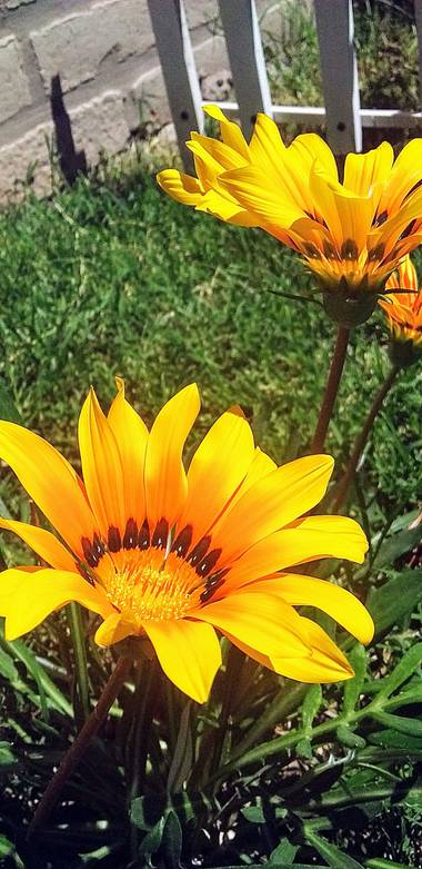 Emanuel Soto Icazatti en Hamelin: Flora  (Villa General San Martín), #Flor #Flower #Jardín #Garden