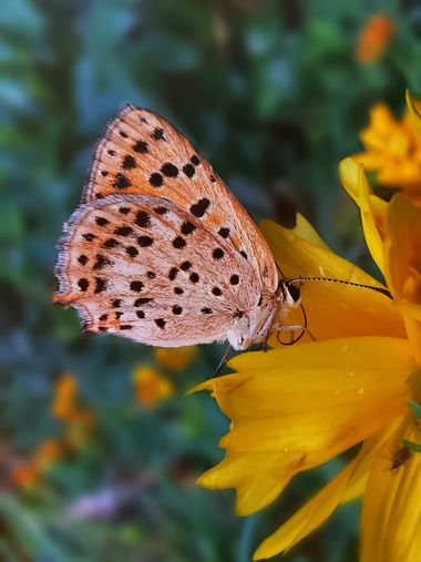 rqsalcedo en Hamelin: Fauna  (Madrid), Lycaena bleusei Oberthur, 1884, #mariposa 