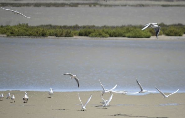 Solerantonio2 en Hamelin: Fauna  (El Pocico), Chroicocephalus genei (Brème, 1839), Gaviotas