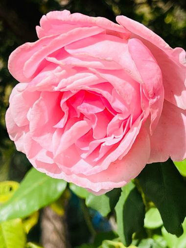 su en Hamelin: Flora  (Ronda), Rosa luciae, #flora #rosa #flor 