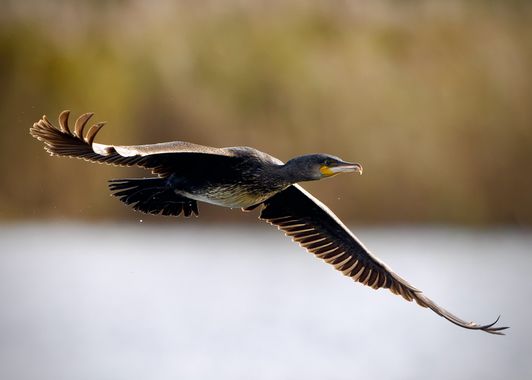 Jozsef Baricz en Hamelin: Fauna, Phalacrocorax carbo (Linnaeus, 1758), A cormorant flies over the lake 🪶 

#animal #animals #bird #birds #cormorant #uk #...