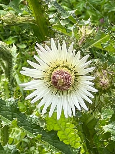 Eudimer20 en Hamelin: Flora, #arboles #flower #arbustos #plants